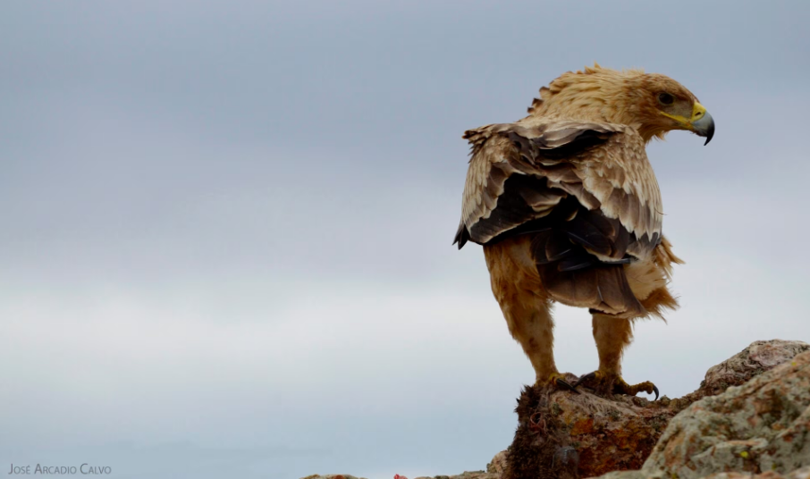 La Fundación BBVA reconoce y galardona a aquellos que trabajan en la conservación del lince y el leopardo de las nieves, dos especies de felinos en grave peligro de extinción imagen 1