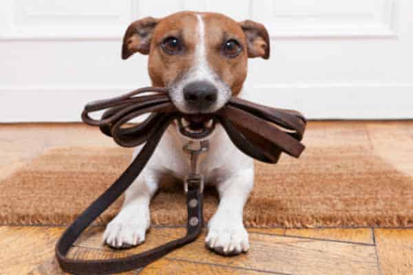 Adiestramiento de Base y Educación Canina foto 1