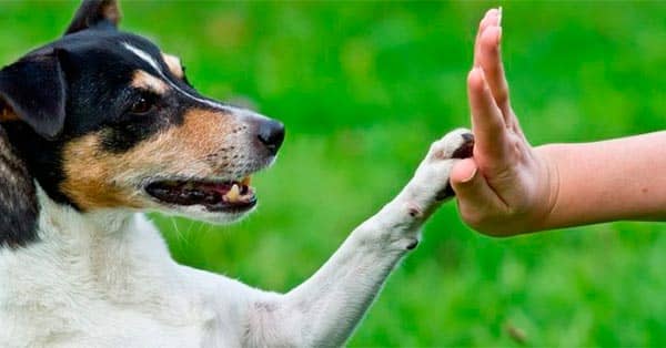 Curso de Psicología y Adiestramiento Canino fondo 1