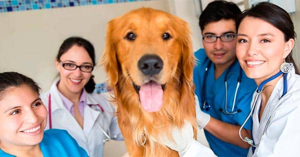 Curso Superior de Auxiliar de Veterinaria foto 1