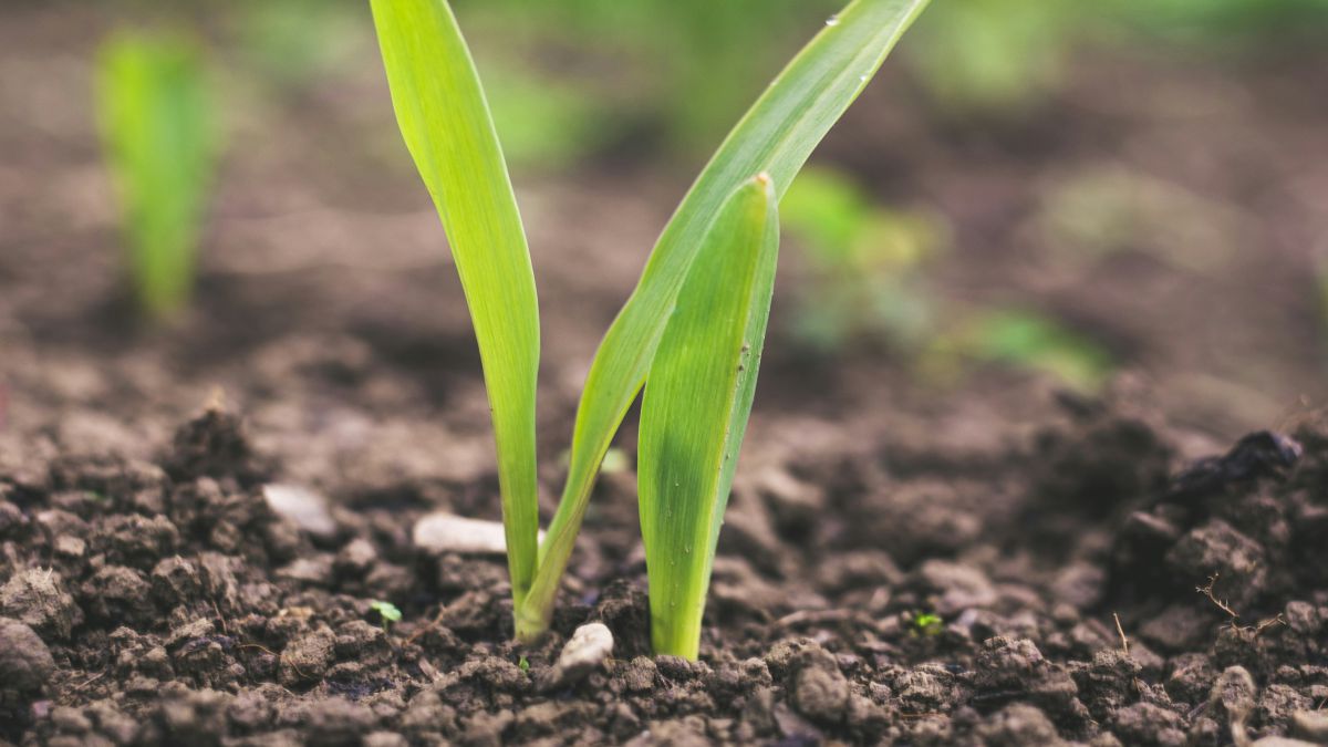 GRADO EN INGENIERIA AGROPECUARIA DEL MEDIO RURAL MAS CIENCIAS AMBIENTALES