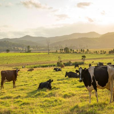 Master en Zootecnia y Gestión Sostenible: Ganadería Ecológica E Integrada