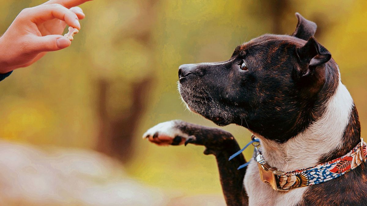 CURSO DE EDUCADOR CANINO