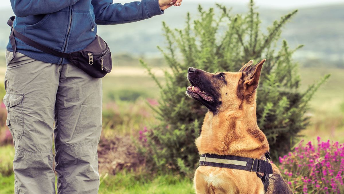 CURSO DE ADIESTRAMIENTO CANINO