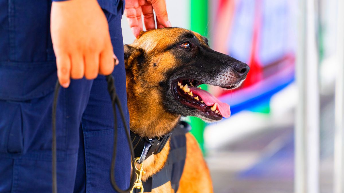 Adiestramiento de Base y Educación Canina foto 1