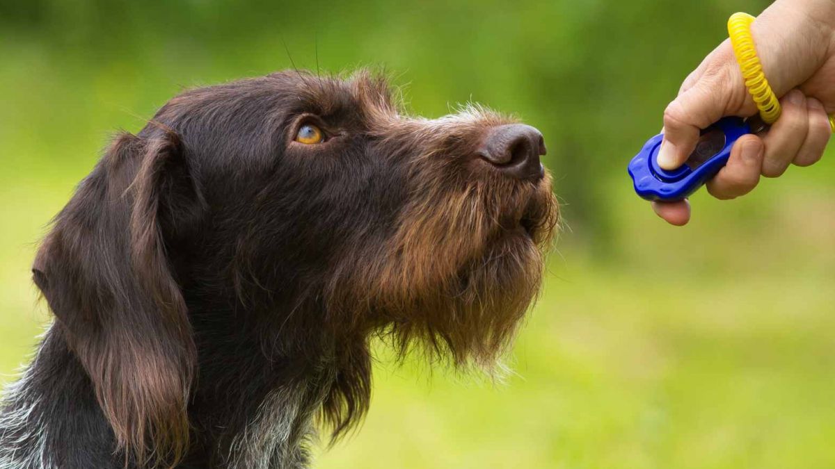 CURSO DE EDUCACION Y ADIESTRAMIENTO CANINO