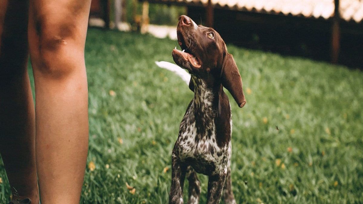 CURSO DE EDUCACION Y ADIESTRAMIENTO CANINO