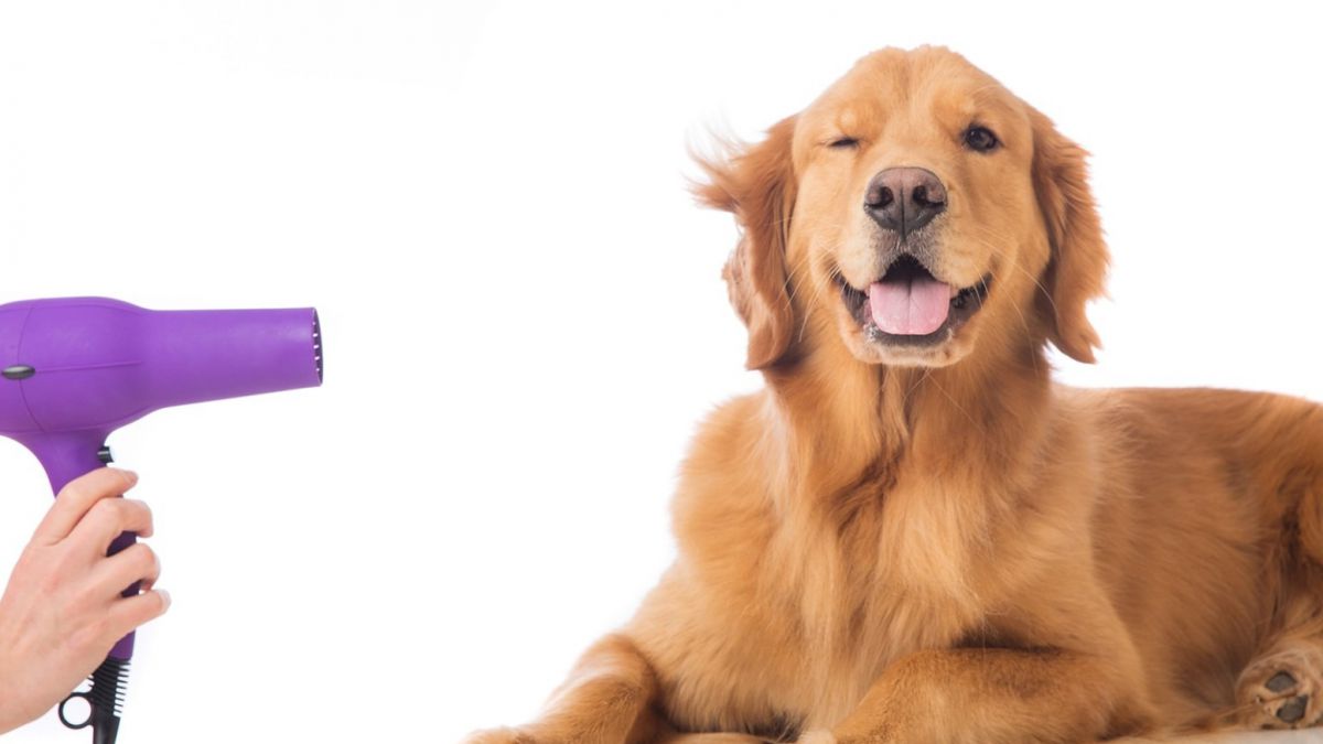 CURSO DE PELUQUERIA Y ESTETICA CANINA
