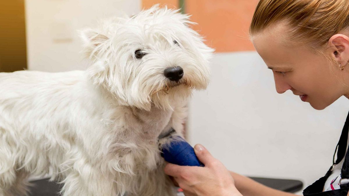 CURSO DE PELUQUERIA Y ESTETICA CANINA