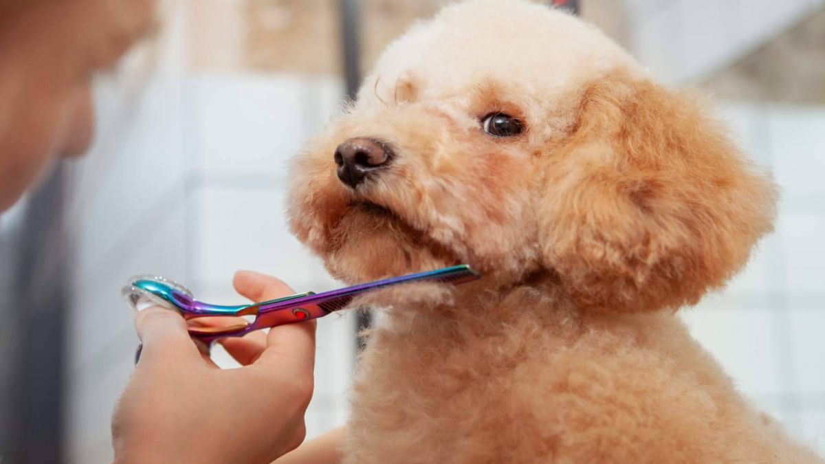 CURSO DE PELUQUERIA Y ESTETICA CANINA FELINA Y DE OTRAS ESPECIES DOMESTICAS