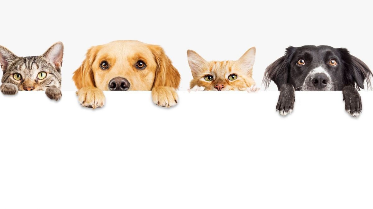 CURSO DE PELUQUERIA CANINA CON PRACTICAS