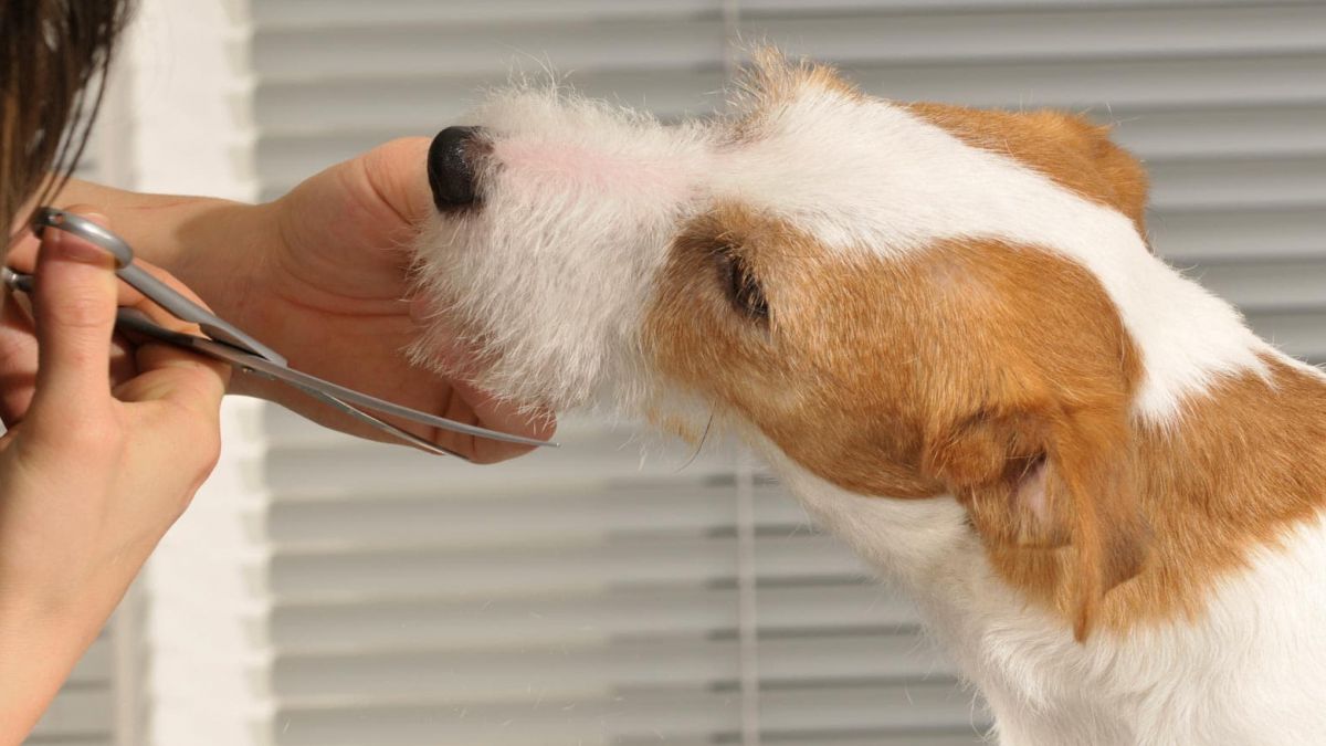 CURSO AUXILIAR VETERINARIO Y PELUQUERIA CANINA