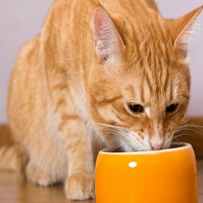 Máster en Nutrición y Dietética Animal