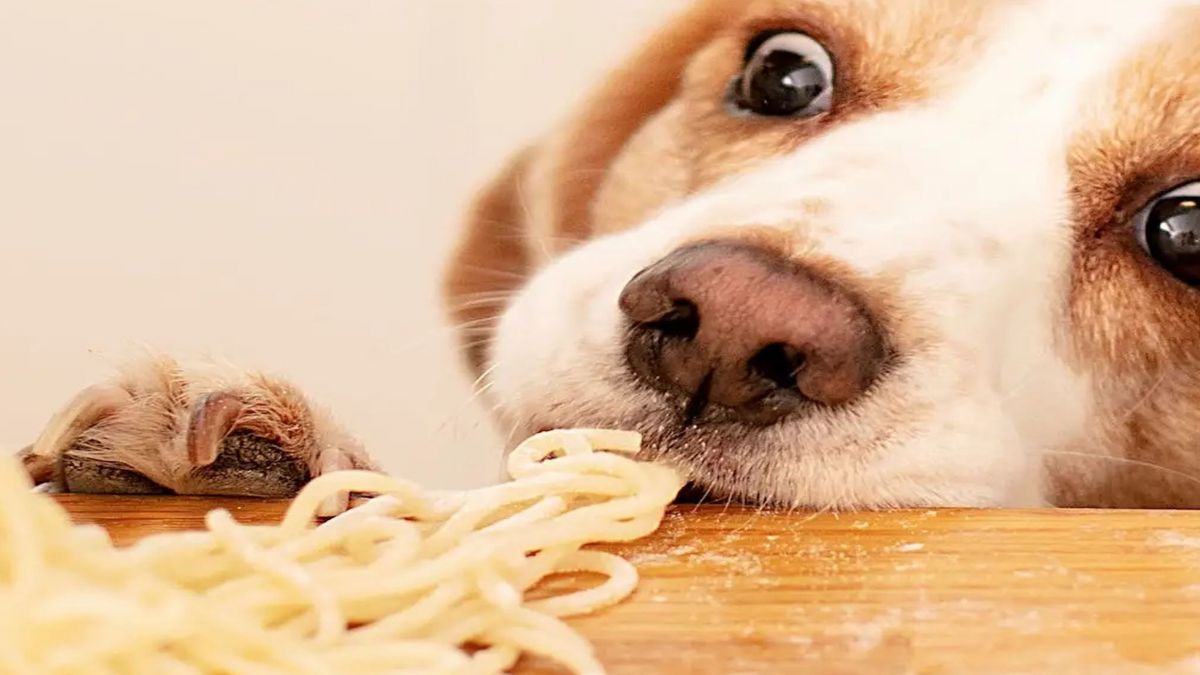 CURSO DE NUTRICION ANIMAL: CANINA, FELINA Y EQUINA