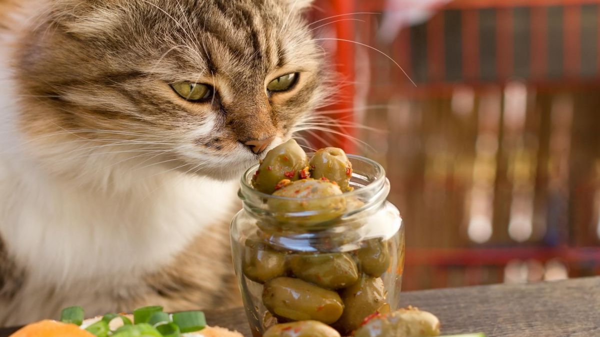 GRADO EN NUTRICION HUMANA Y DIETETICA