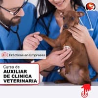 Ten tu entrada a la vida de la veterinaria preparado por nuestro programa en auxiliar técnico veterinario