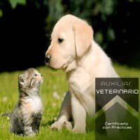 Auxiliar Técnico Veterinario
