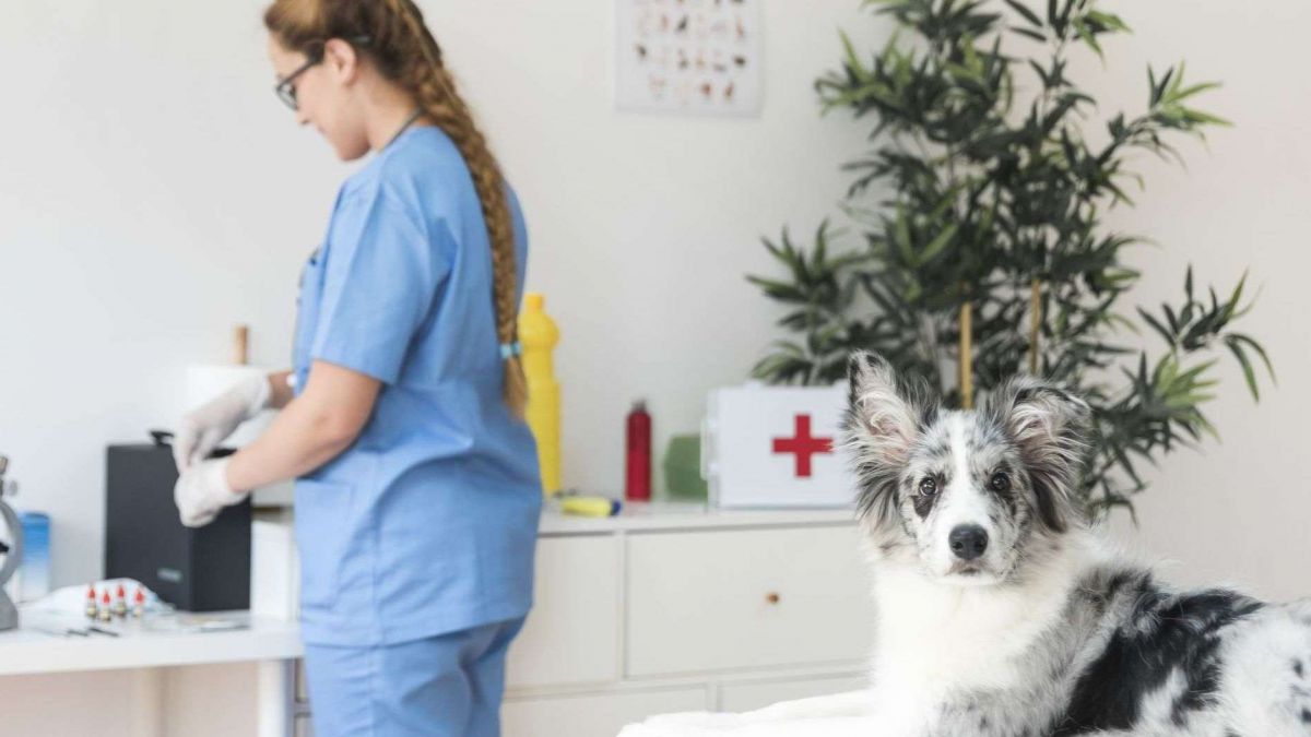 CURSO ASISTENTE TECNICO VETERINARIO ECUESTRE CON PRACTICAS