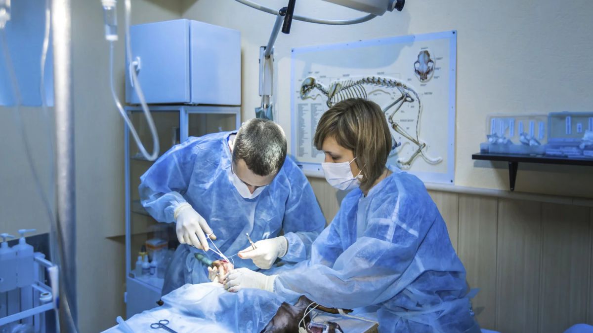 MASTER EN ASISTENCIA A LA ATENCION CLINICA EN CENTROS VETERINARIOS