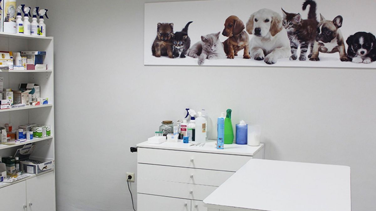 CURSO DE AYUDANTE TECNICO VETERINARIO CON PRACTICAS