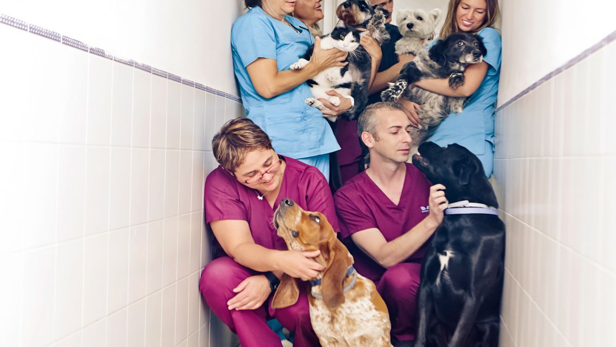 CURSO DE AYUDANTE TECNICO VETERINARIO CON PRACTICAS
