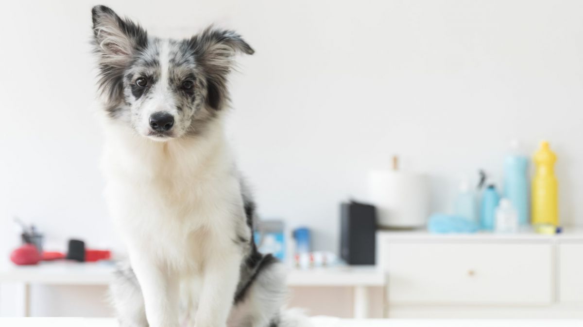 CURSO AUXILIAR VETERINARIO ECUESTRE