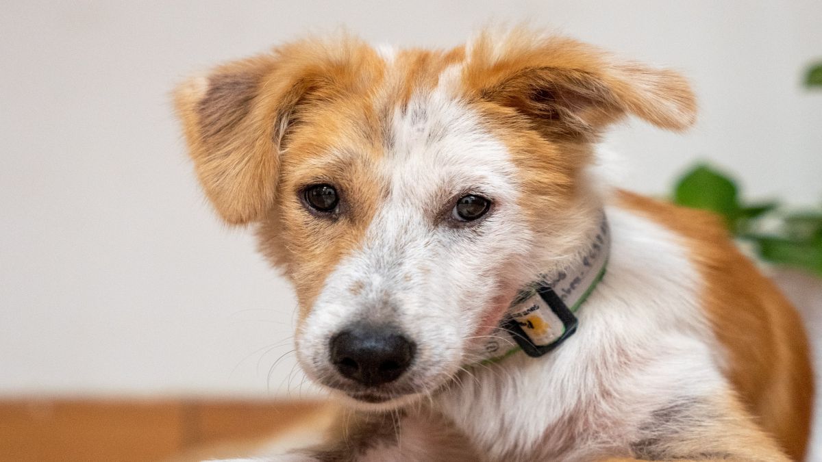 CURSO DE ADIESTRAMIENTO Y PSICOLOGIA CANINA Y FELINA