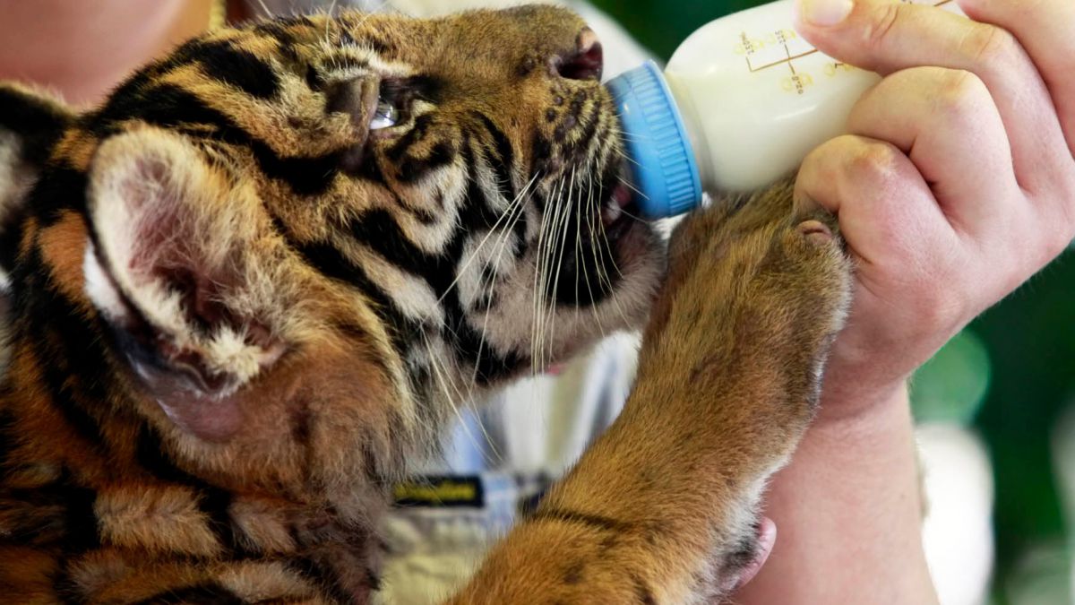 CUIDADOR DE ANIMALES DE ZOOLOGICOS