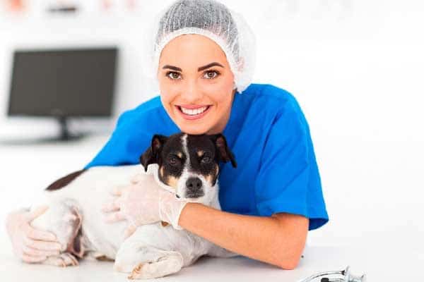 Curso de Auxiliar de Clínica Veterinaria