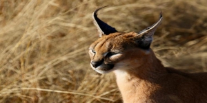 lince