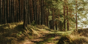 RANKING de las 6 mejores escuelas para estudiar Gestion Forestal en el 2026