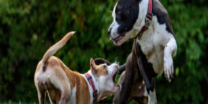 TOP 5 mejores escuelas para estudiar Etología