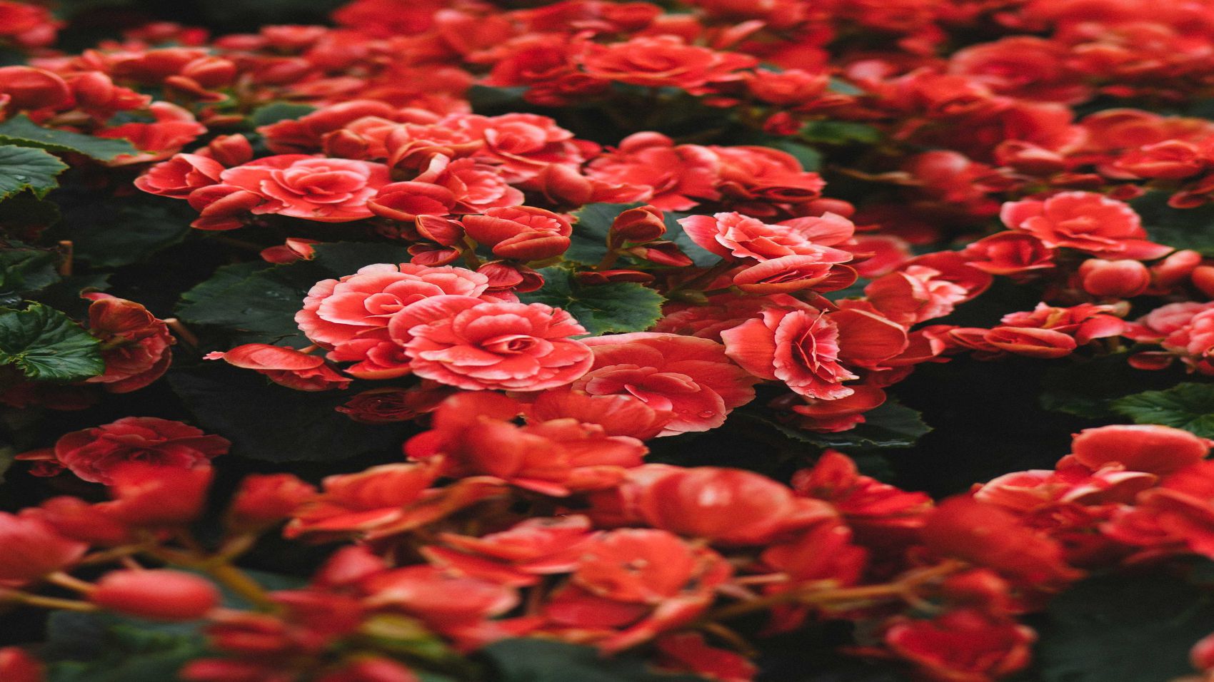 Curso de Floristeria y Arte Floral