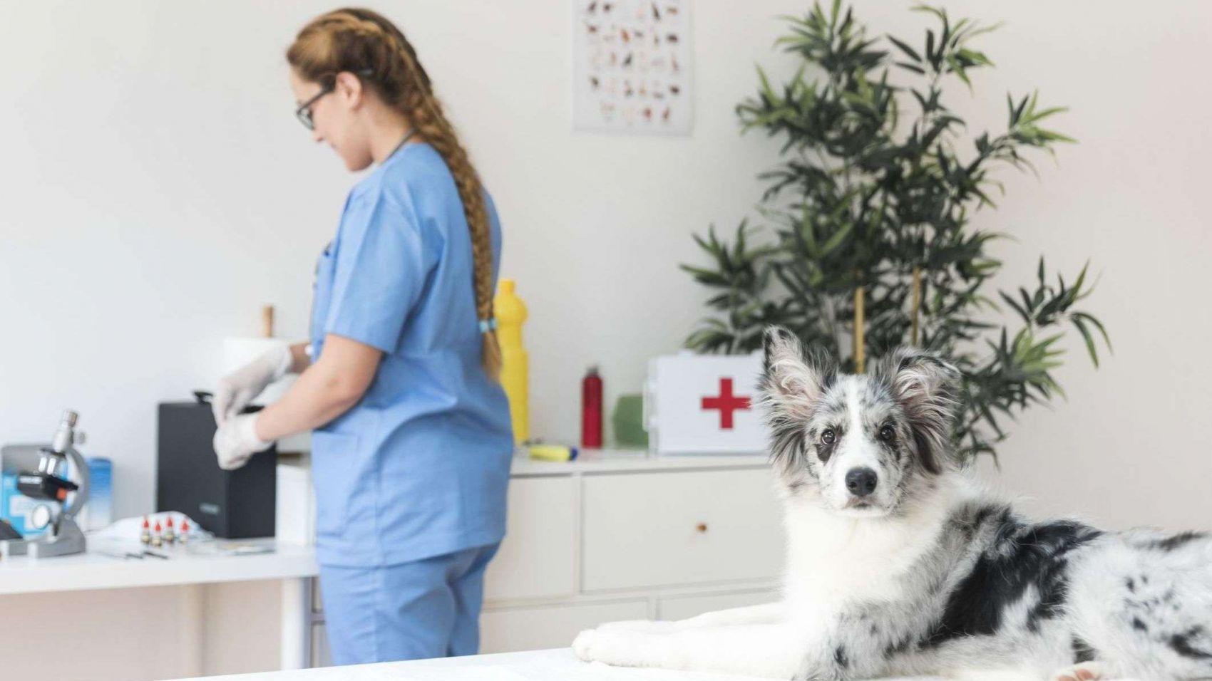 Auxiliar de Clínica Veterinaria con Prácticas