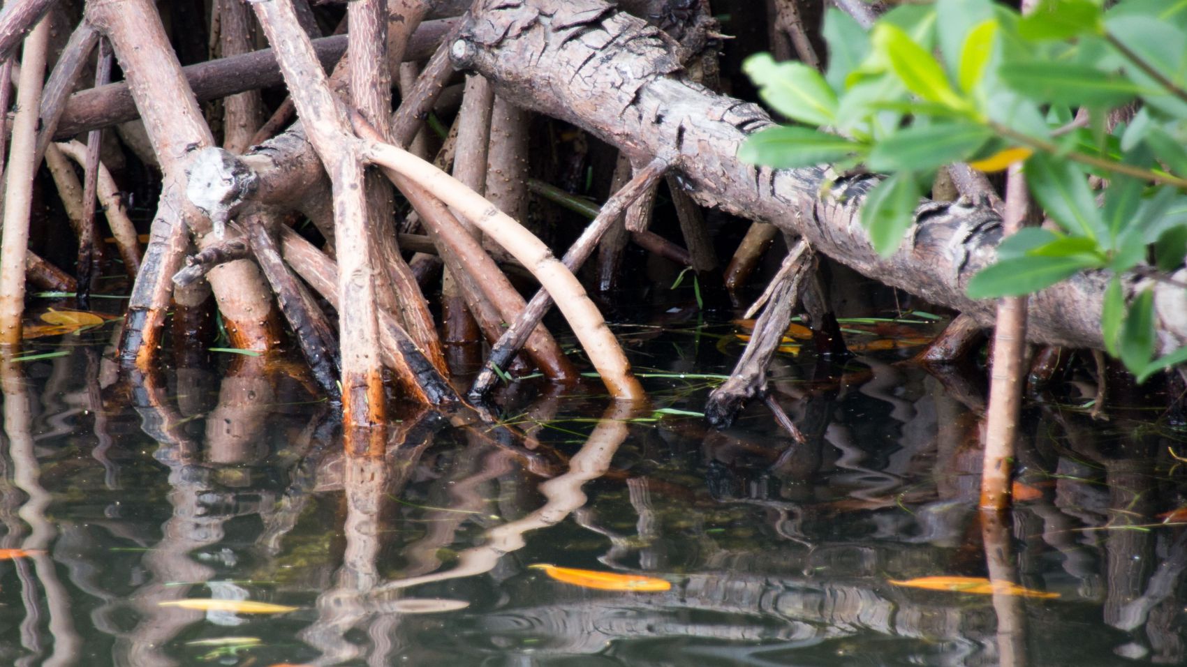 FP Técnico Medio en Aprovechamiento y Conservación Del Medio Natural