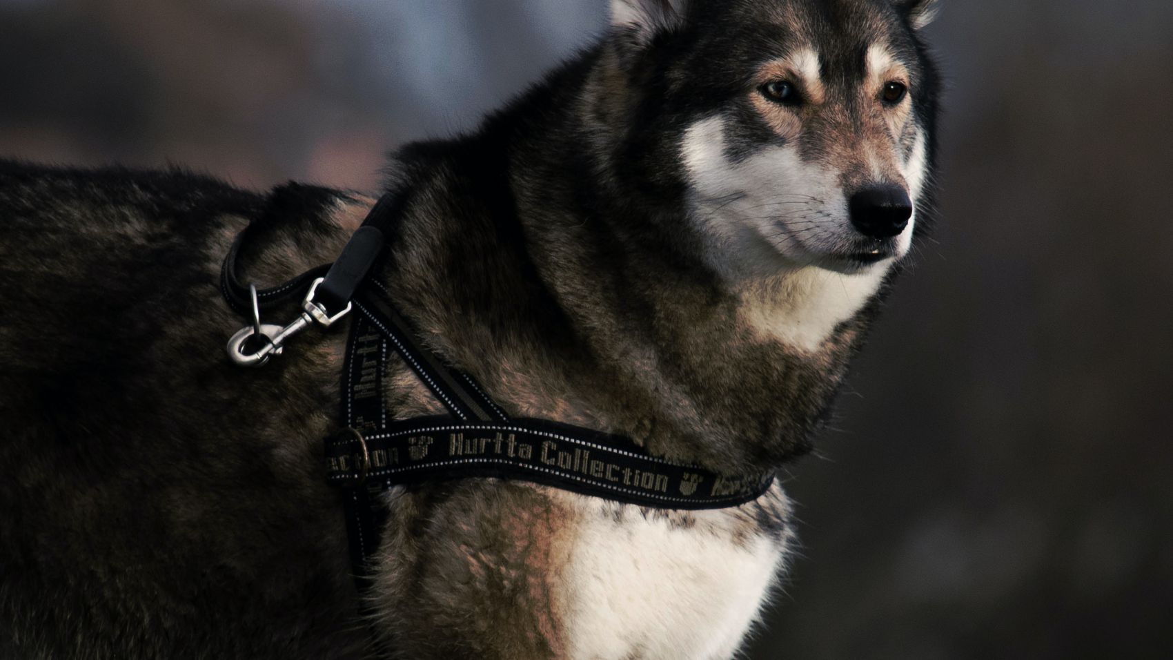 Terapia Asistida con Animales