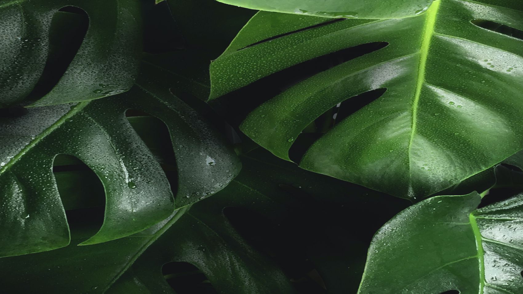 Técnico en Derecho Del Medio Ambiente