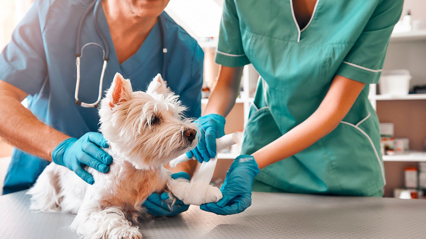 Auxiliar Técnico Veterinario con Bolsa de Empleo