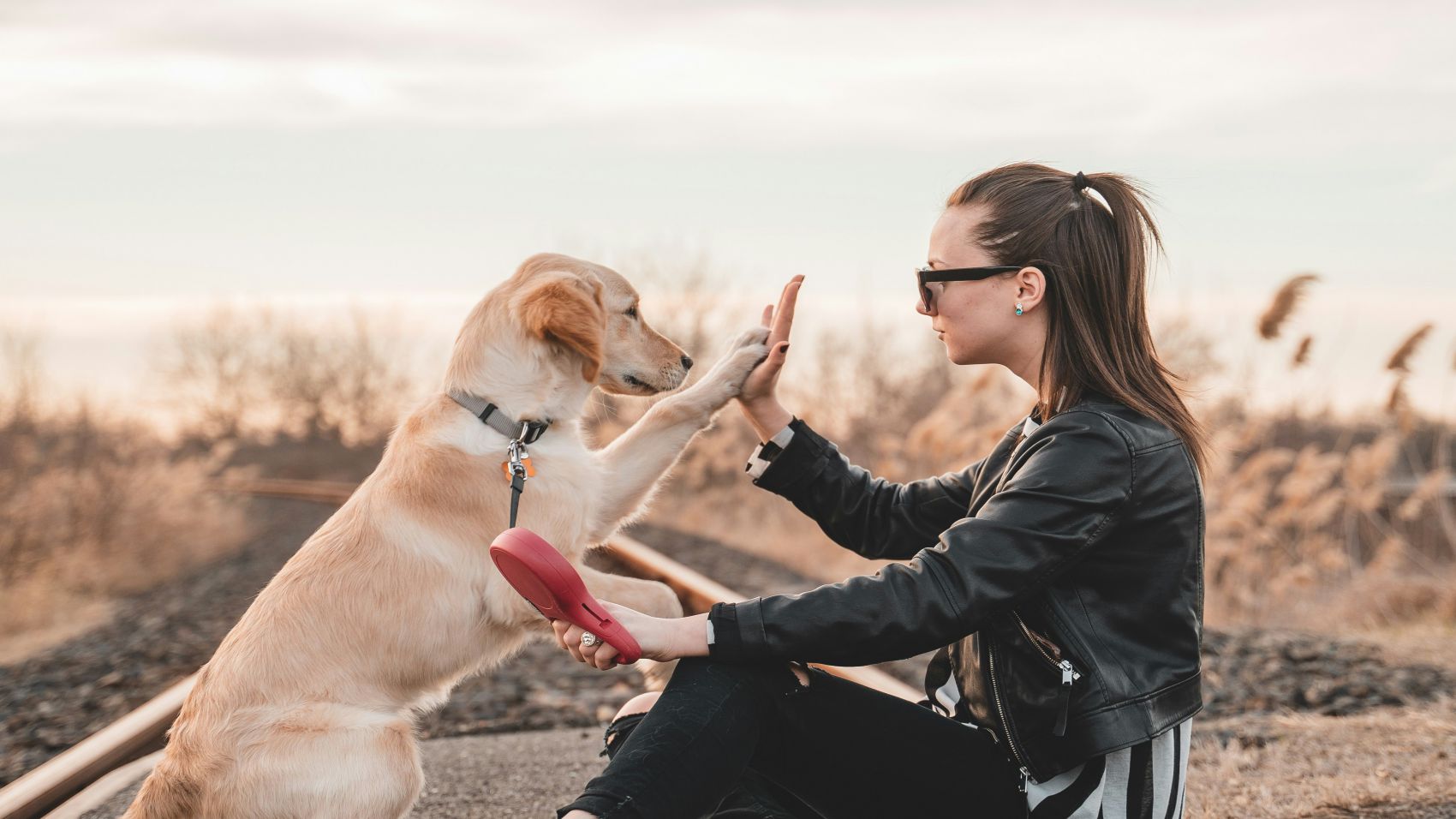 Curso de Adiestrador Canino