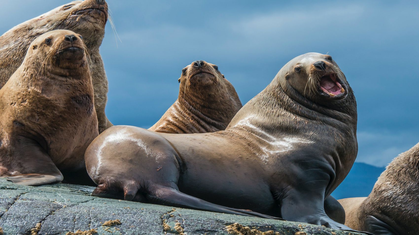 Especialista en Mamíferos Marinos
