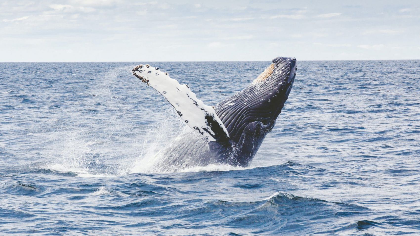 Curso de Especialista en Grandes Mamíferos Terrestres