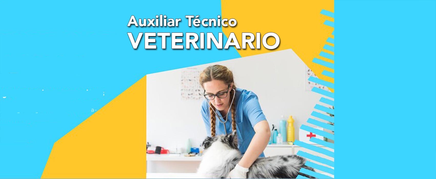 Curso Superior en Enfermería Veterinaria General