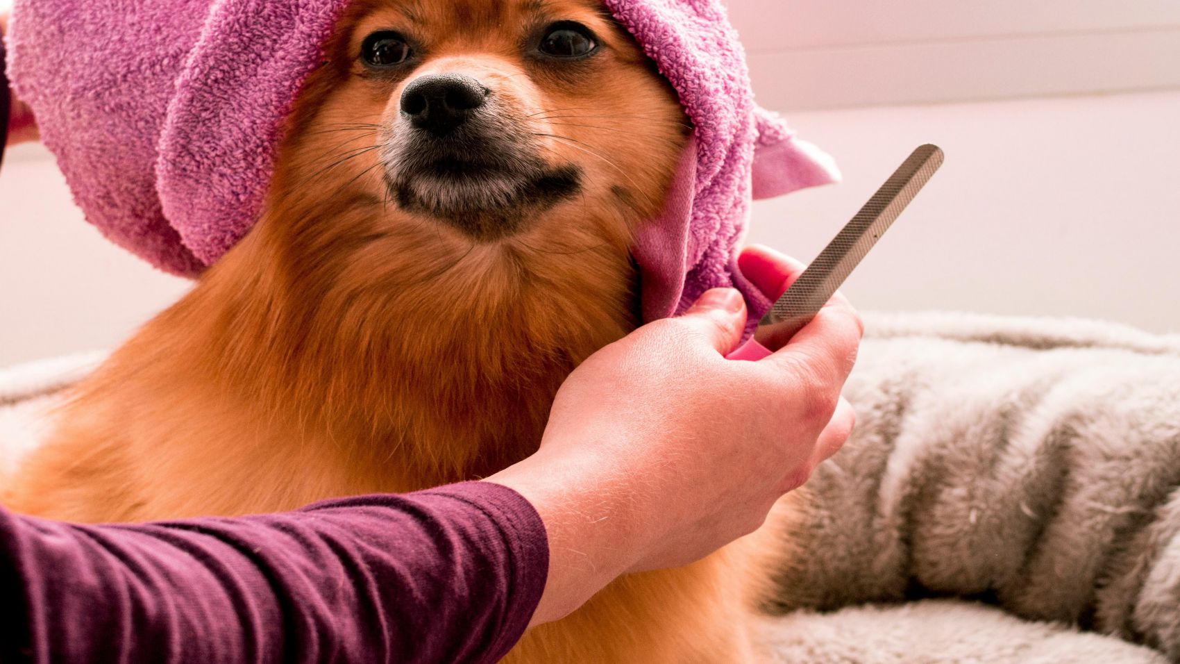 Peluquería Canina y Felina