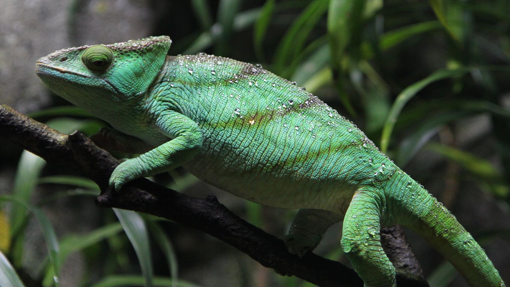 Curso de Etología Clínica en Veterinaria