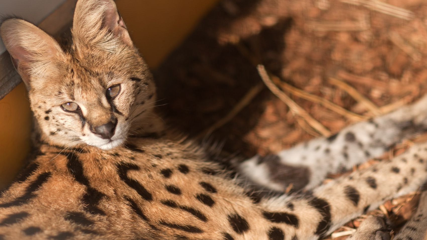 Técnico en Animales Exóticos