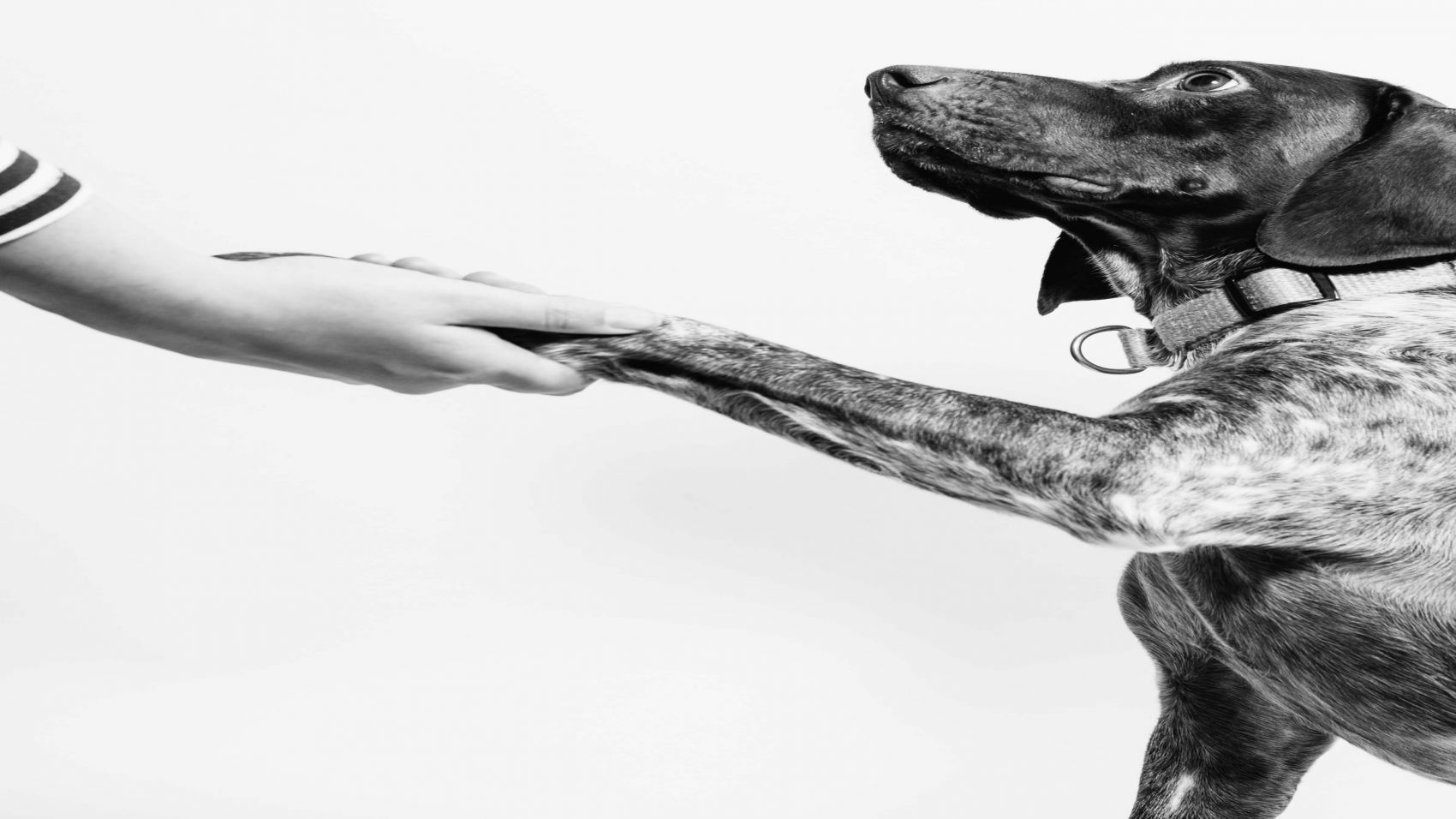 Adiestramiento Canino