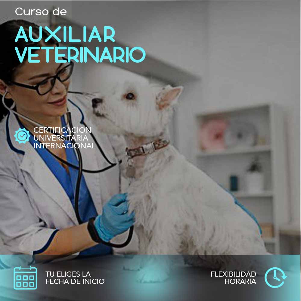 Hospitales Para Perros