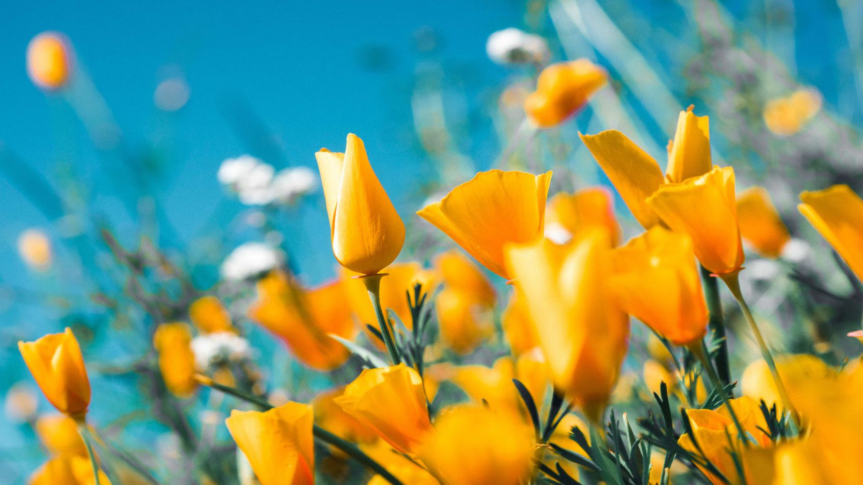 CURSO DE FLORISTERÍA