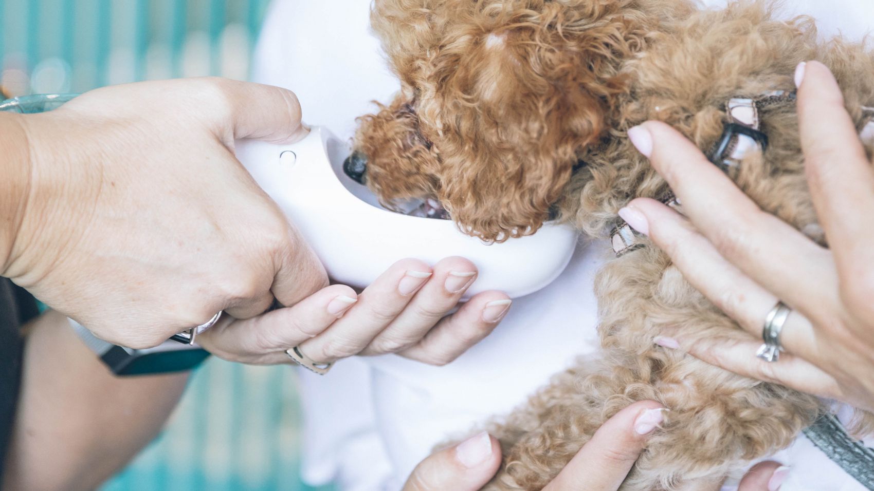 Curso de Asistente Técnico Veterinario