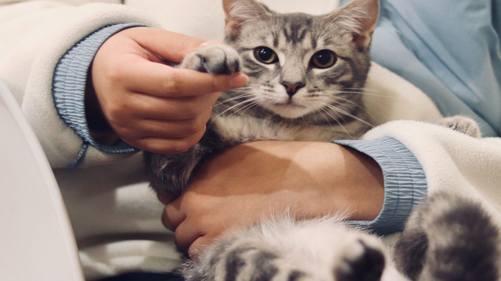 Curso de Técnico en Intervenciones Asistidas con Animales